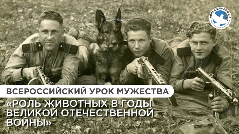 Всероссийский урок «Роль животных в годы Великой Отечественной войны» в нашей школе.